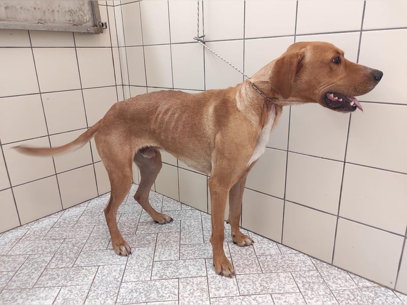 Murphy ist ein richtiger Schatz und sucht für aktive Menschen