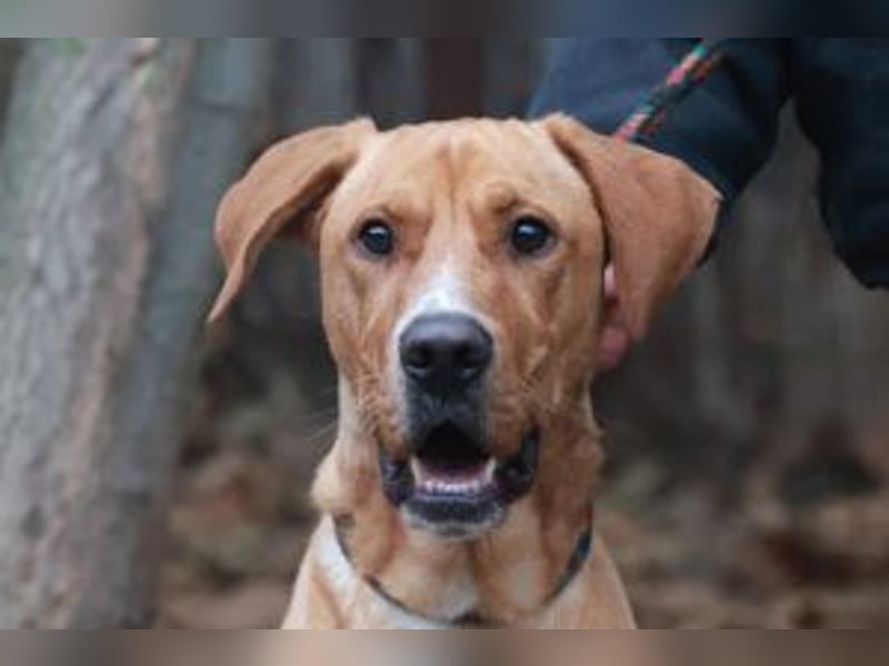 Murphy ist ein richtiger Schatz und sucht für aktive Menschen
