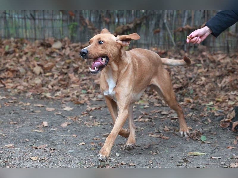Murphy ist ein richtiger Schatz und sucht für aktive Menschen