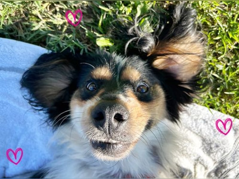 Brave- Rolli-Hund ist nicht zu stoppen