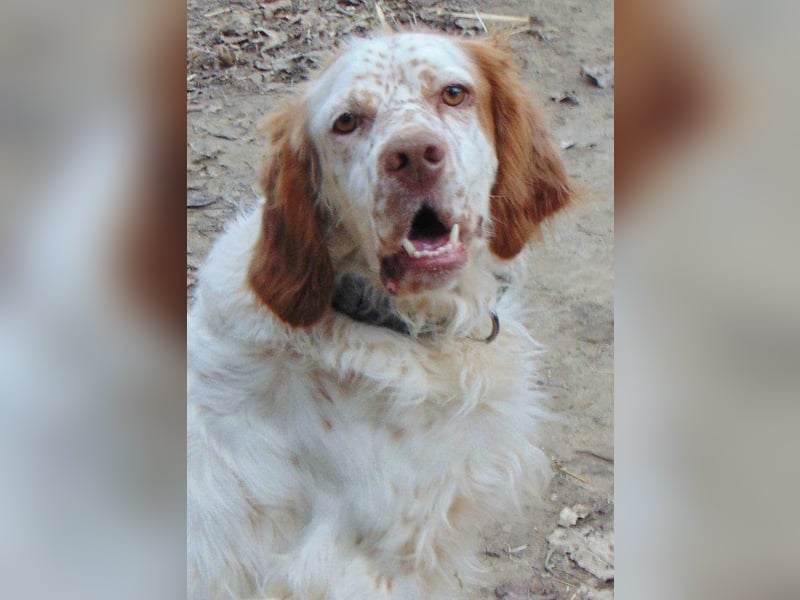 Rudi ist ein freundlicher verspielter Rüde