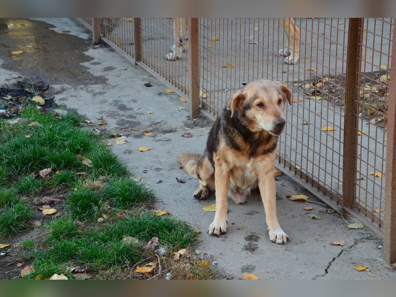 Notfall Senior sucht seine Menschen