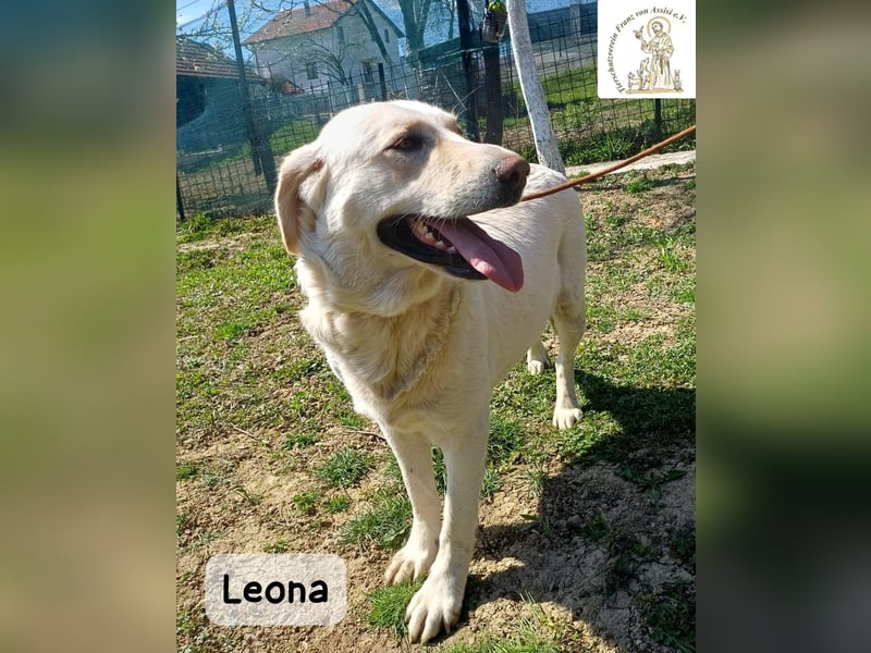 Leona – sanft, stark und bereit für ein neues Kapitel!