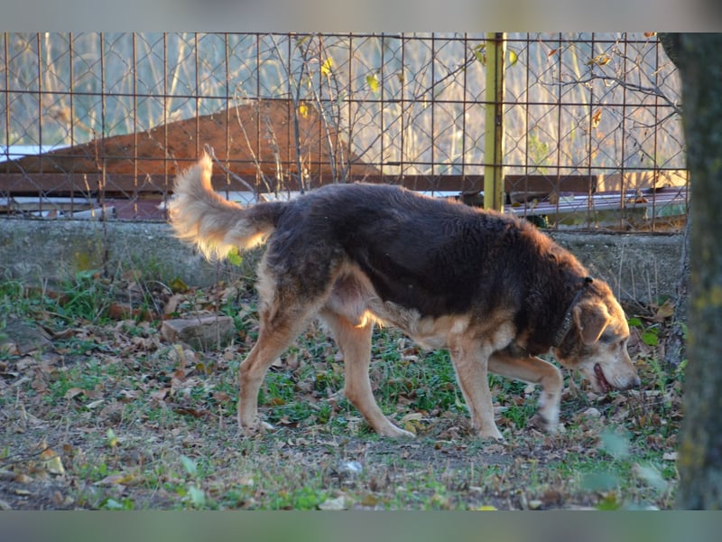 Notfall Senior sucht seine Menschen