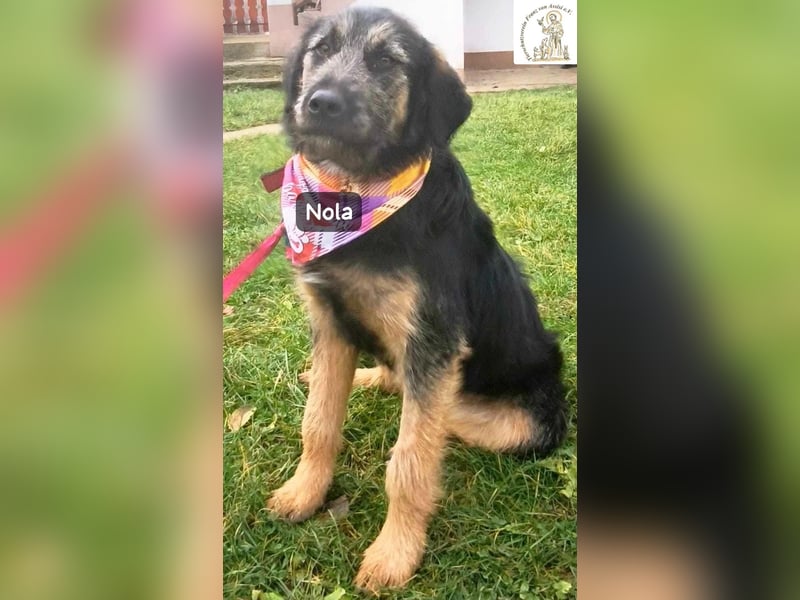 Nola – ist bereit, wenn du es bist!