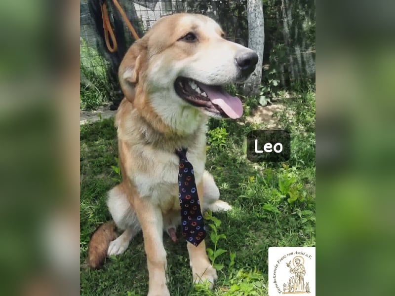 Leo – der kleine Beobachter mit großen Plänen!