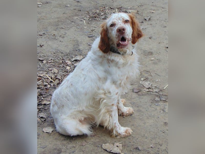 Rudi ist ein freundlicher verspielter Rüde