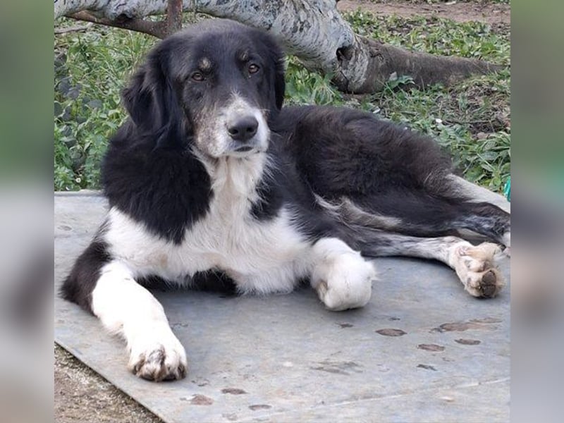 Masha - Gerettet und bereit fürs neue Leben