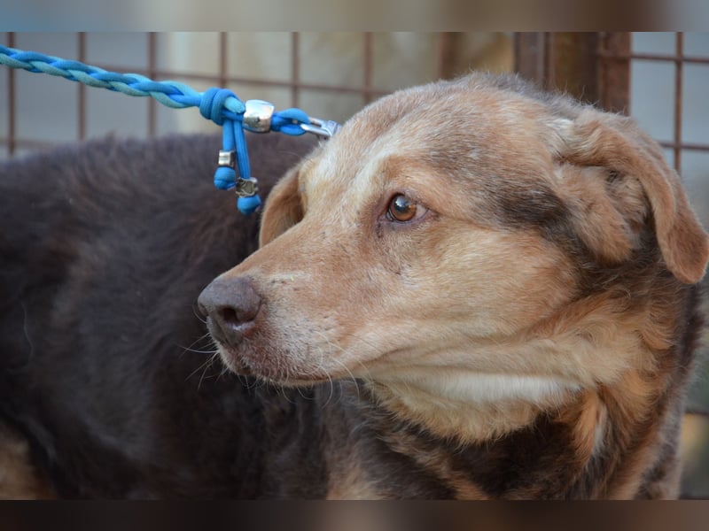 Notfall Senior sucht seine Menschen