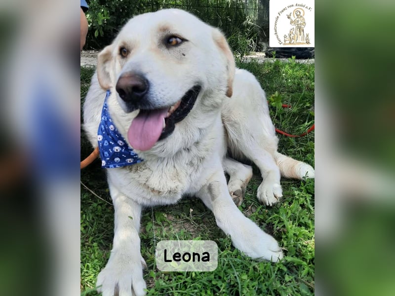 Leona – sanft, stark und bereit für ein neues Kapitel!