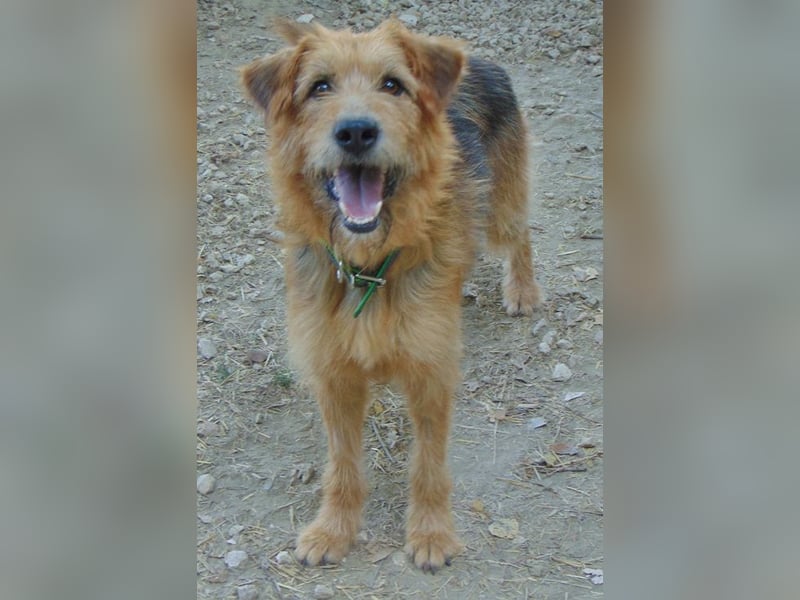 Fiete ist ein gute Laune Hund