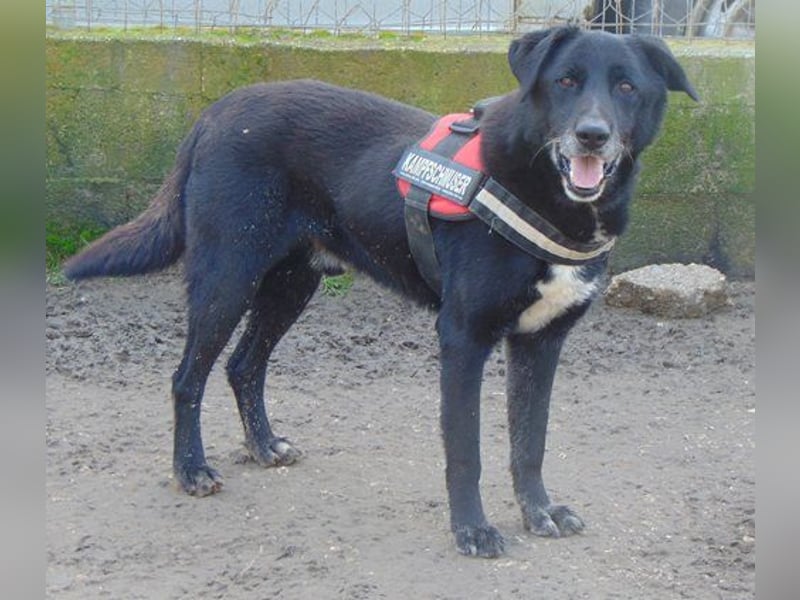 Ikarus mag Menschen und Hunde