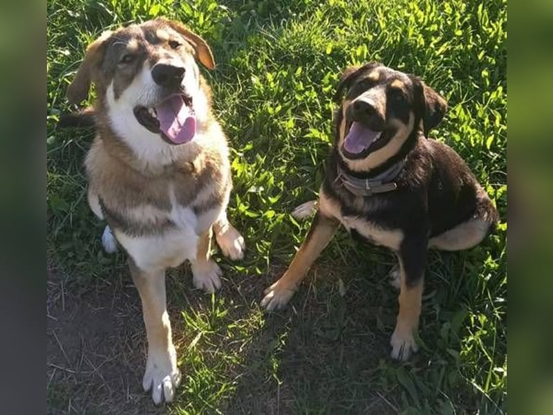 Roxy mag Menschen, Hunde und Katzen