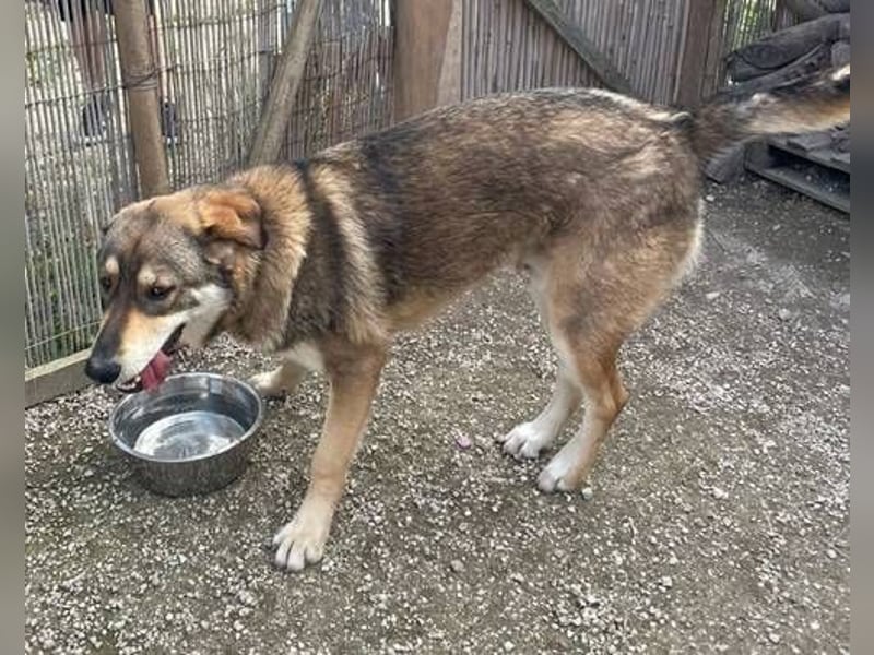 Foxy mag hunde, Menschen und Katzen