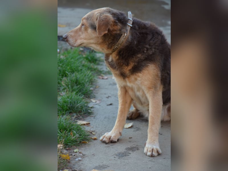 Notfall Senior sucht seine Menschen