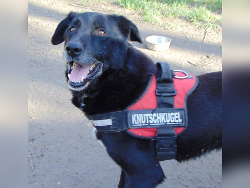 Ikarus mag Menschen und Hunde