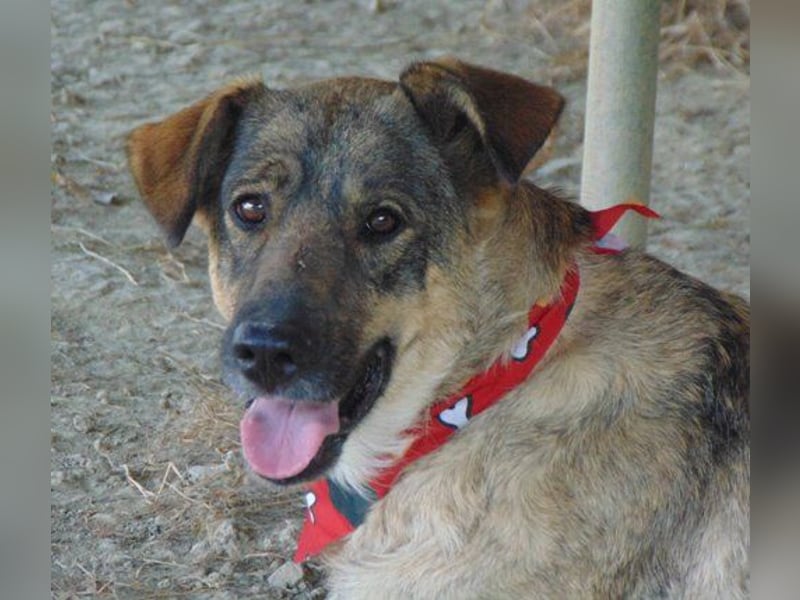 Malia - freundliche Hündin mag Hunde und Menschen