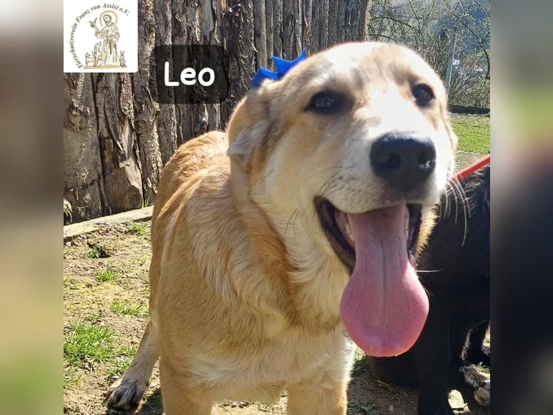 Leo – der kleine Beobachter mit großen Plänen!