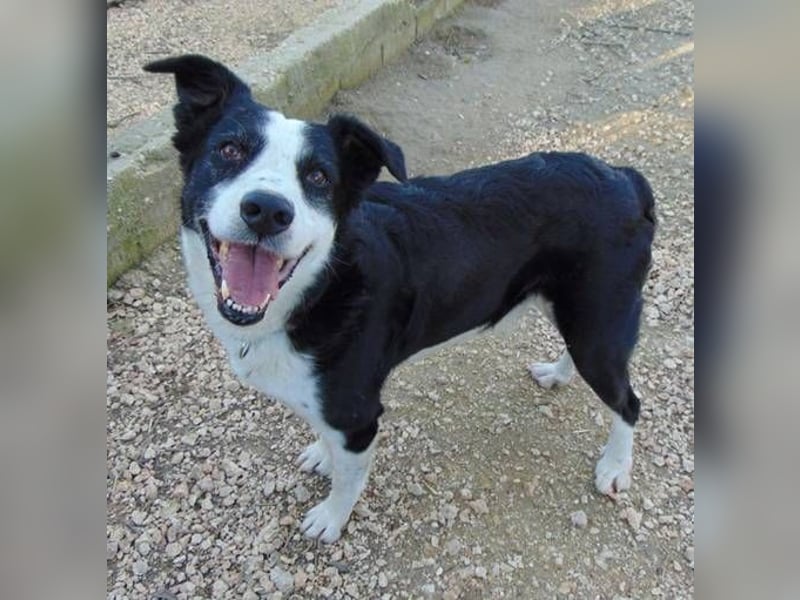 Paddy mag Menschen Hunde und Katzen