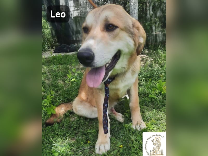 Leo – der kleine Beobachter mit großen Plänen!