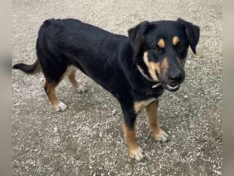 Roxy mag Menschen, Hunde und Katzen