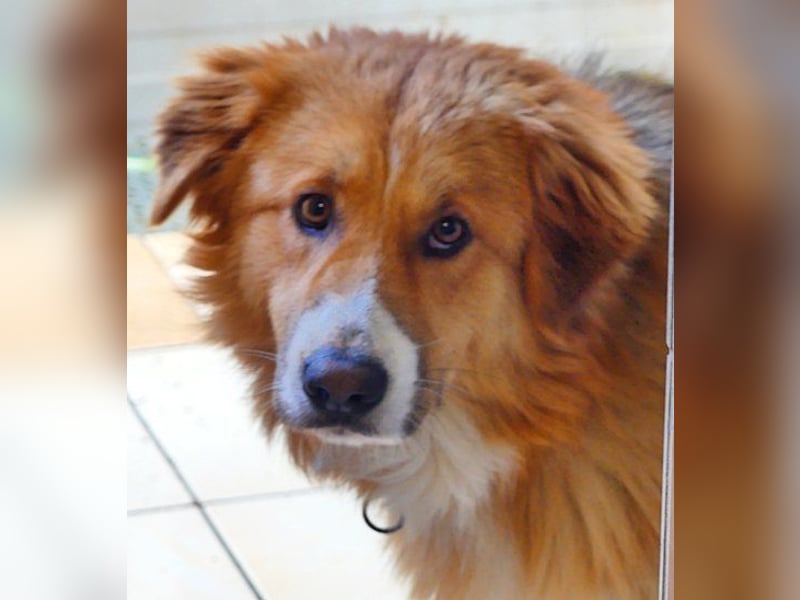 Snickers sucht ein Zuhause ohne Kinder