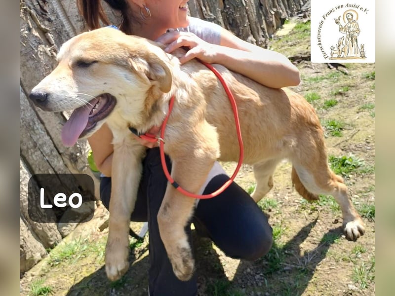 Leo – der kleine Beobachter mit großen Plänen!