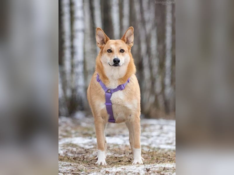 Freundliche Rizhulja sucht ihr Zuhause