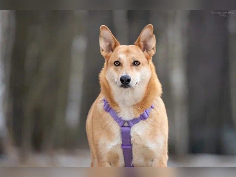 Freundliche Rizhulja sucht ihr Zuhause