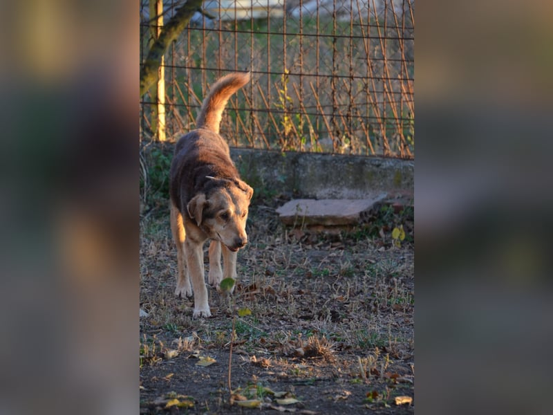 Notfall Senior sucht seine Menschen