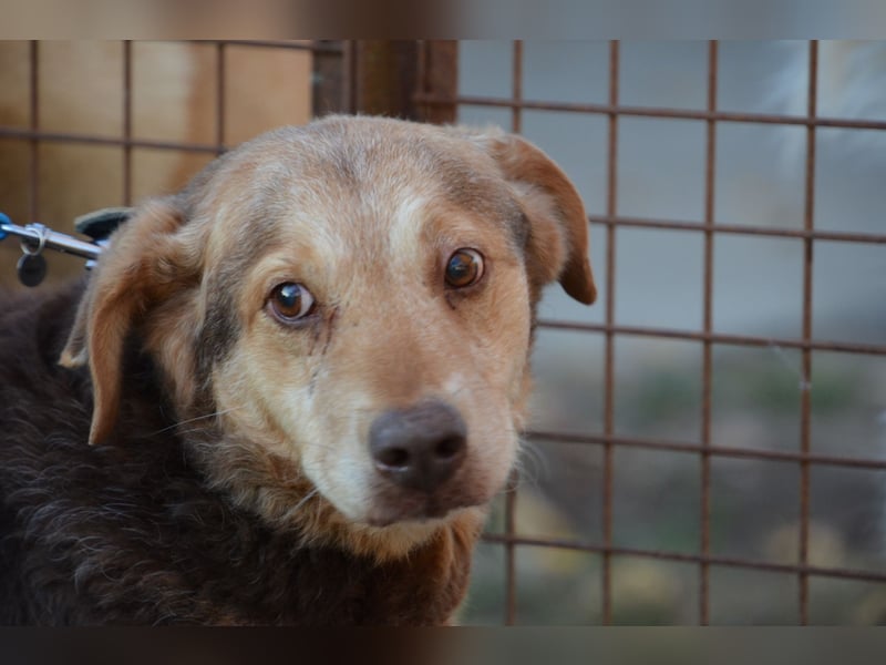 Notfall Senior sucht seine Menschen