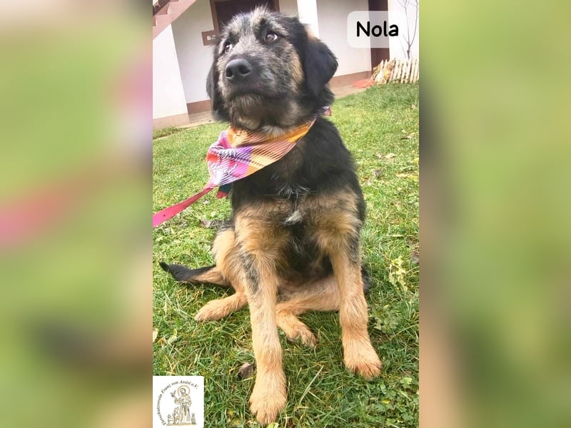 Nola – ist bereit, wenn du es bist!