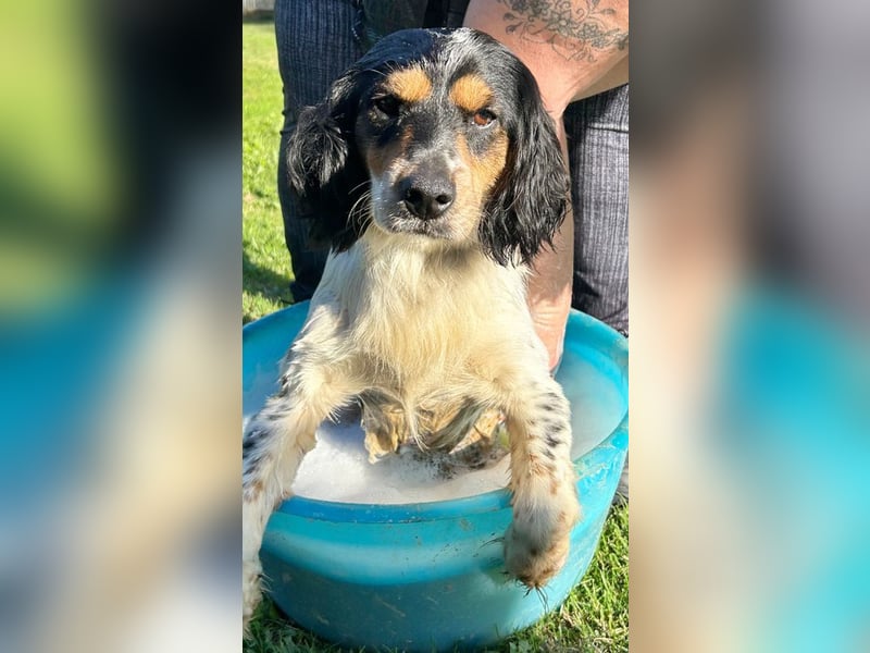 Brave- Rolli-Hund ist nicht zu stoppen
