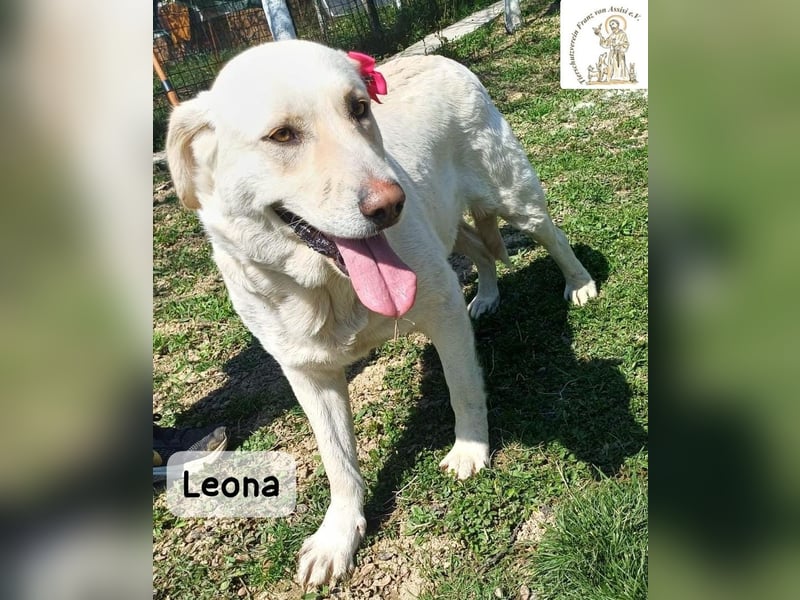 Leona – sanft, stark und bereit für ein neues Kapitel!