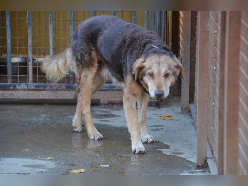 Notfall Senior sucht seine Menschen