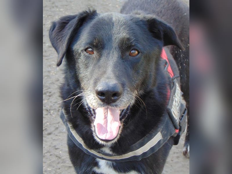 Ikarus mag Menschen und Hunde