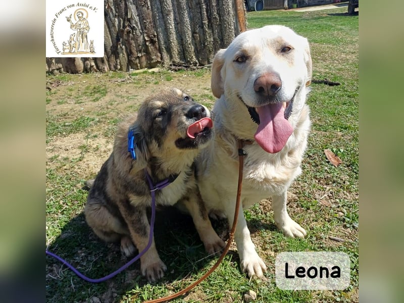 Leona – sanft, stark und bereit für ein neues Kapitel!
