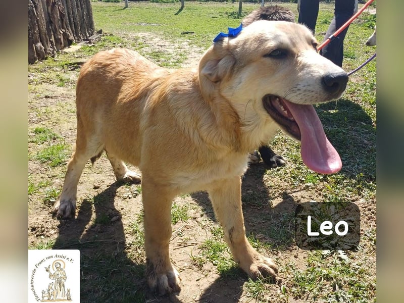 Leo – der kleine Beobachter mit großen Plänen!