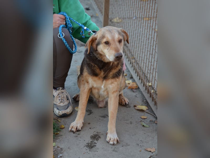 Liebenswerter Senior Cezar in 72510 Stetten am kalten Markt