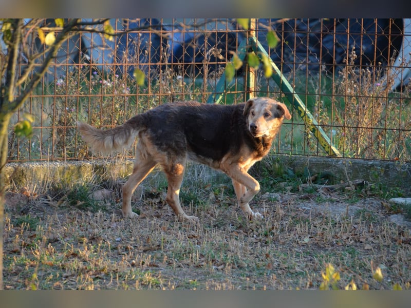 Notfall Senior sucht seine Menschen