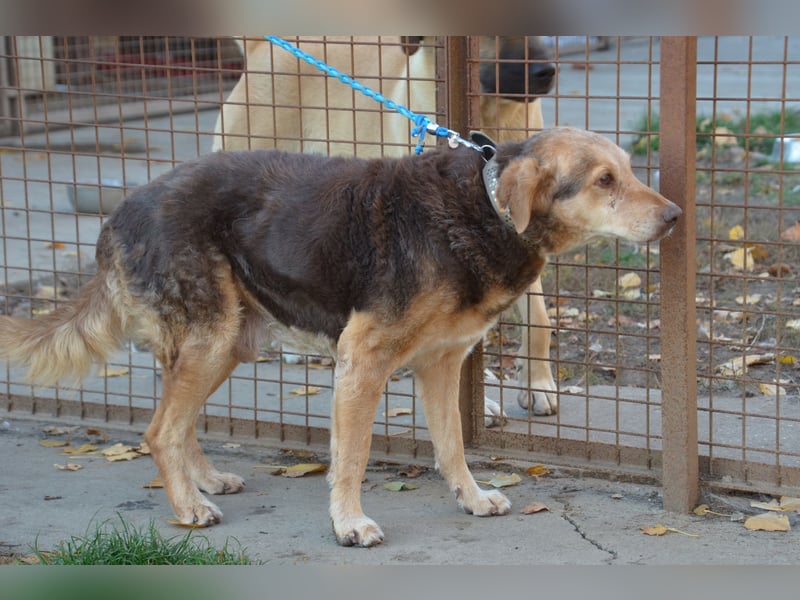 Notfall Senior sucht seine Menschen