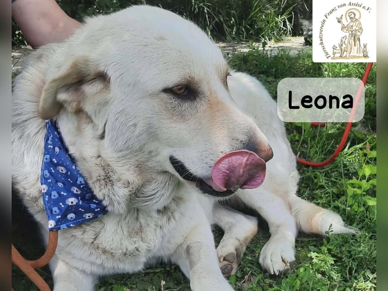 Leona – sanft, stark und bereit für ein neues Kapitel!