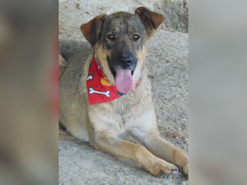 Malia - freundliche Hündin mag Hunde und Menschen