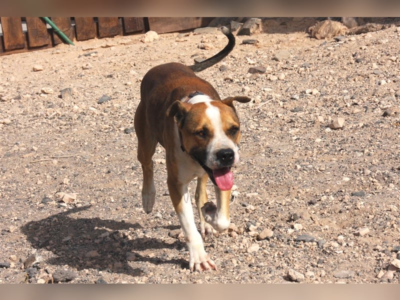 Liebevolle Pitbull-Mischlingshündin sucht neues Zuhause