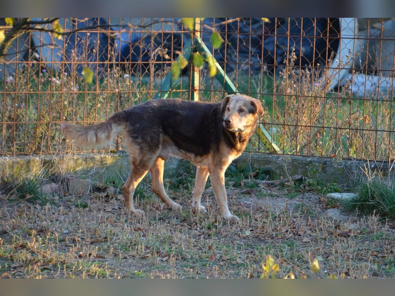 Notfall Senior sucht seine Menschen