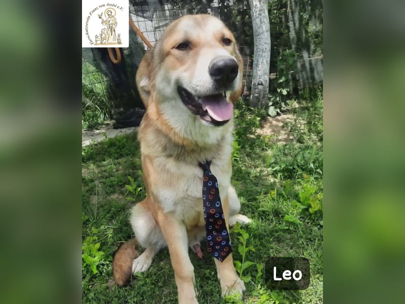 Leo – der kleine Beobachter mit großen Plänen!