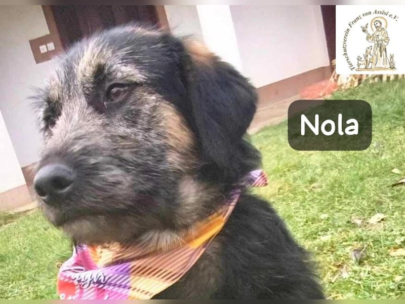 Nola – ist bereit, wenn du es bist!