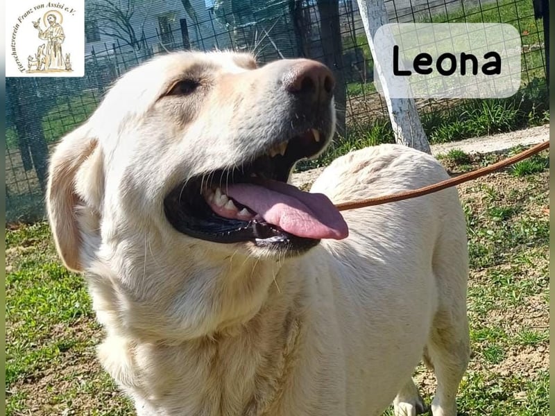 Leona – sanft, stark und bereit für ein neues Kapitel!