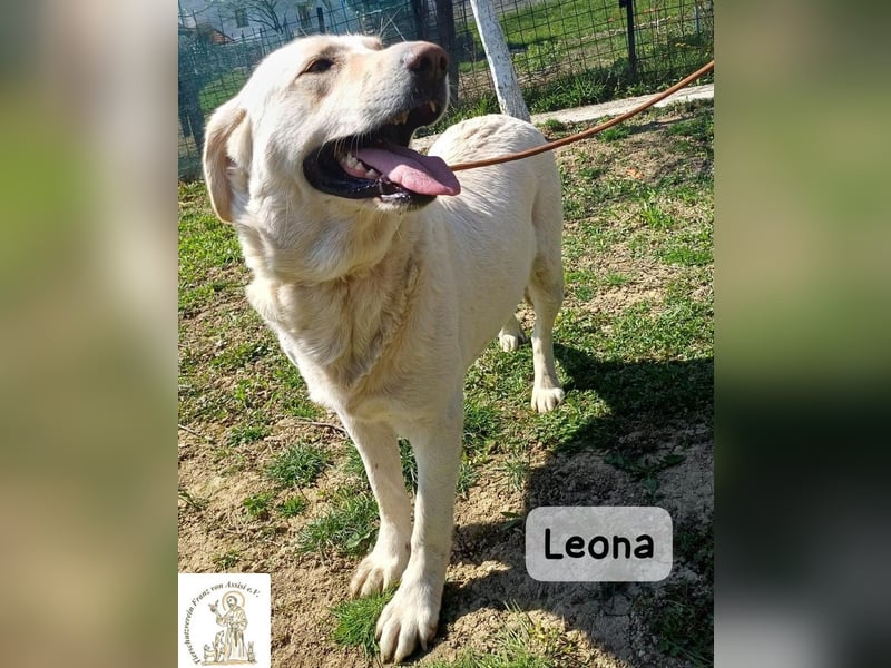Leona – sanft, stark und bereit für ein neues Kapitel!