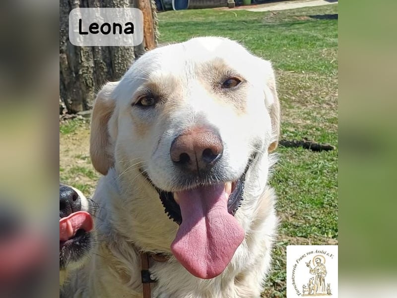 Leona – sanft, stark und bereit für ein neues Kapitel!